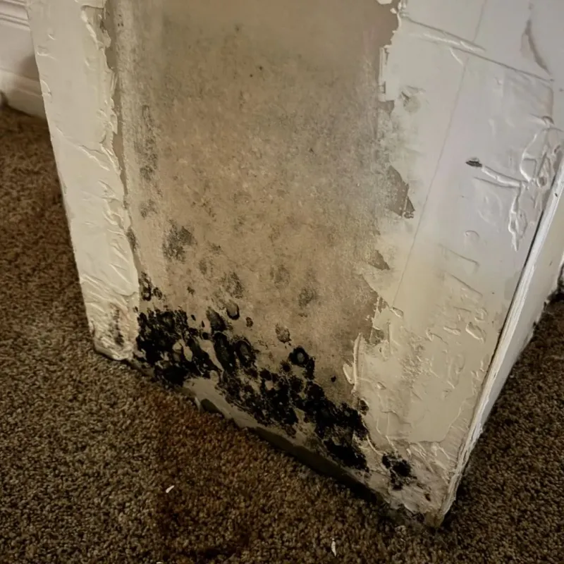 Professional Mold Removal in Twin City, GA